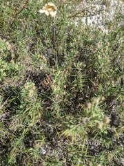 Plantago sempervirens