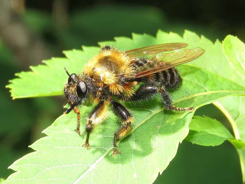 Huron Laphria