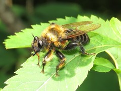 Laphria huron