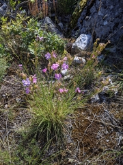 Dianthus saxicola