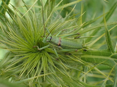 Ephippiger terrestris