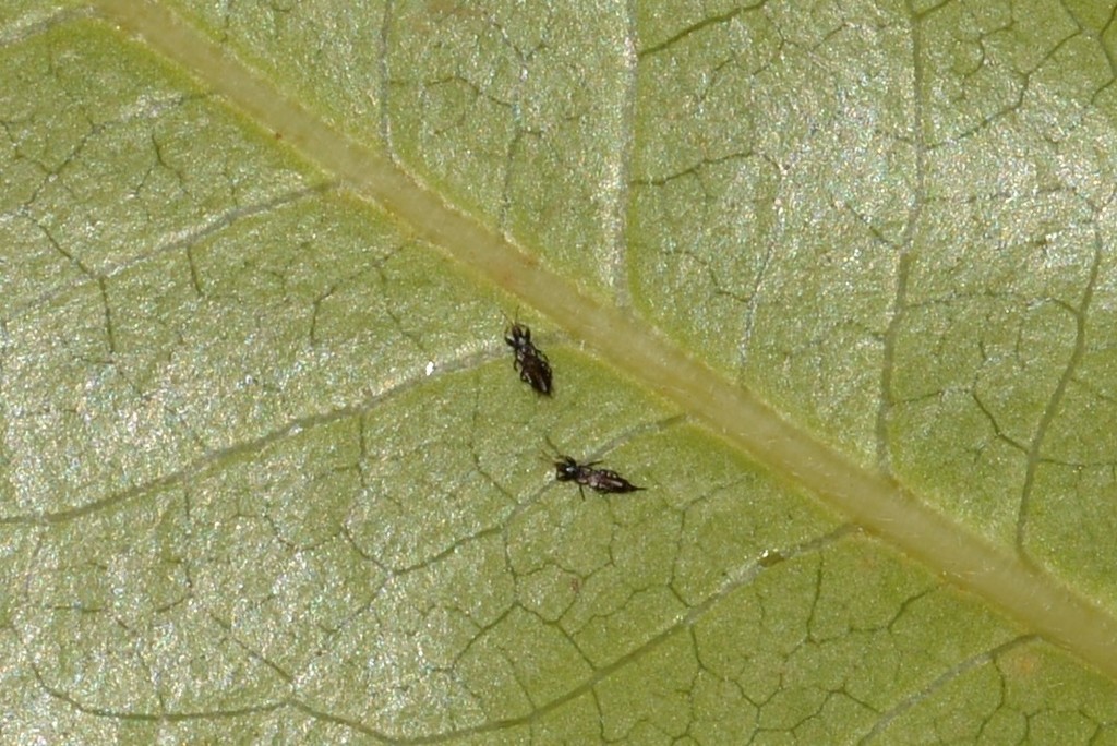 Teuchothrips ater