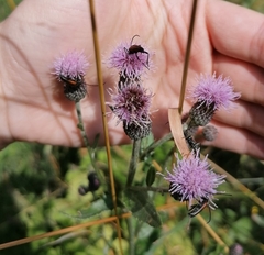 Stenurella melanura