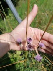 Stenurella melanura