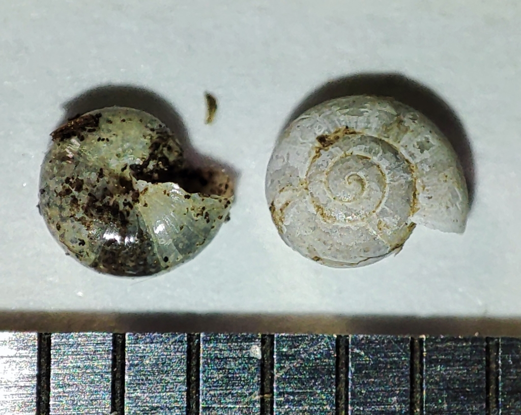 Mediterranea inopinata
