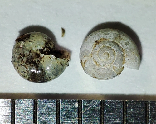 Mediterranea inopinata