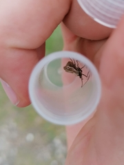 Catoptria combinella