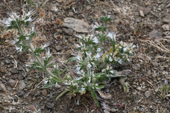 Echium italicum