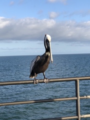 Pelecanus occidentalis