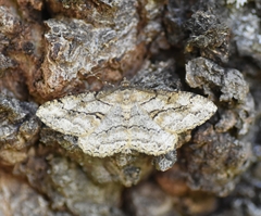 Peribatodes perversaria