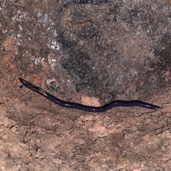 Gymnophiona