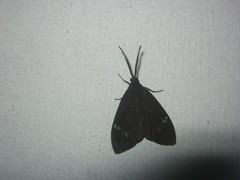 Cyclosia latipennis