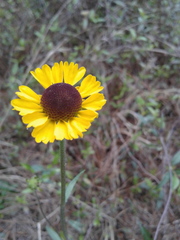 Helenium brevifolium