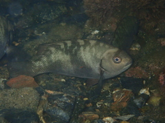 Girella elevata