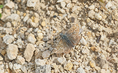 Pyrgus andromedae