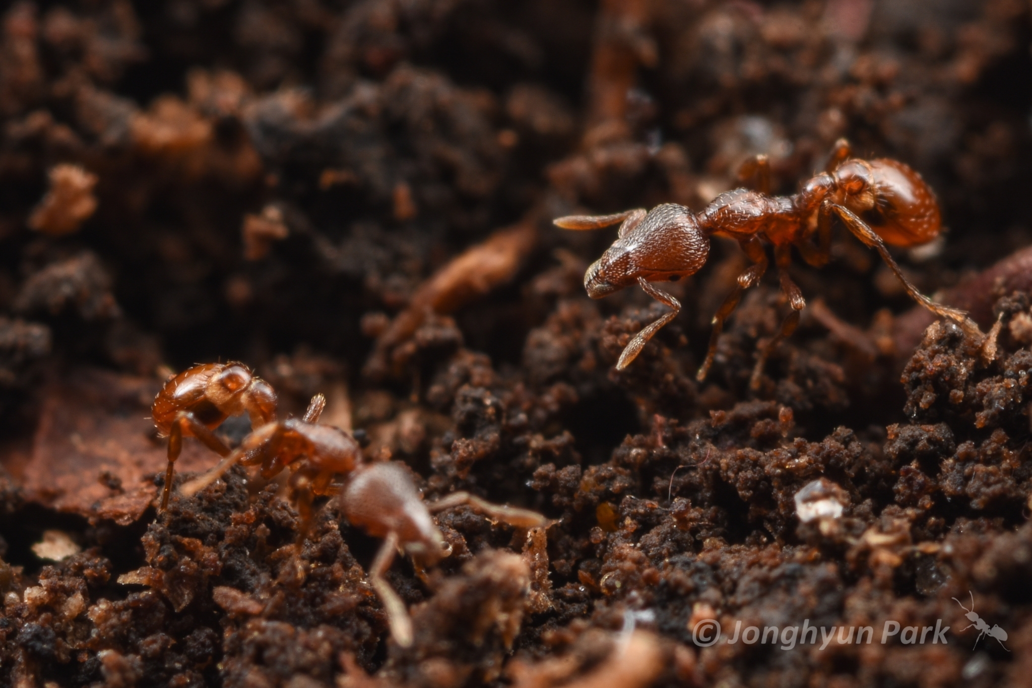 Strumigenys calvus