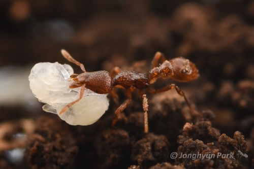 凹陷瘤颚蚁Strumigenys calvus