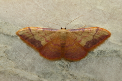 Idaea ostrinaria
