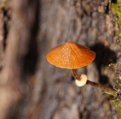 Conocybe filaris
