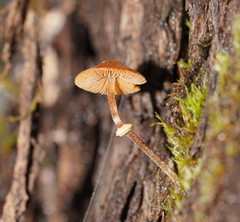 Conocybe filaris