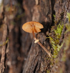 Conocybe filaris