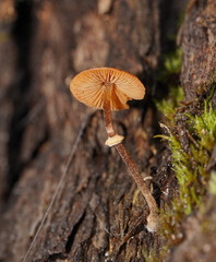 Conocybe filaris