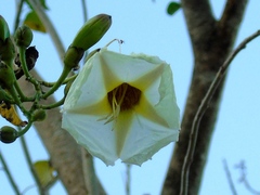 Ipomoea arborescens