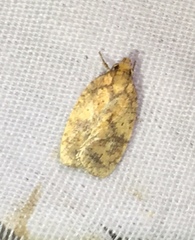 Agonopterix robiniella