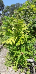 Juglans ailantifolia