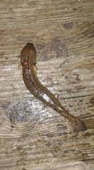 Necturus maculosus