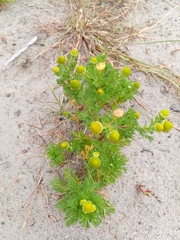 Matricaria discoidea