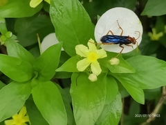 Leptodialepis bipartitus