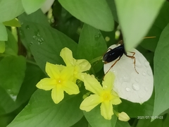 Leptodialepis bipartitus