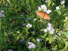 Danaus gilippus