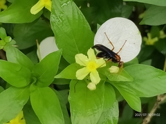 Leptodialepis bipartitus