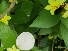 Leptodialepis bipartitus