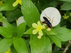 Leptodialepis bipartitus