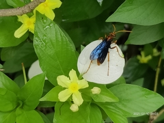 Leptodialepis bipartitus