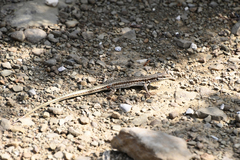 Podarcis erhardii riveti