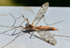 Tipula scripta