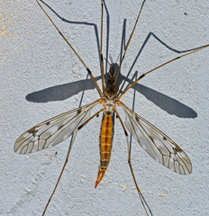Tipula scripta