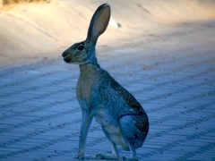 Lepus alleni