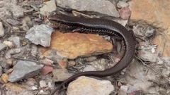 Ctenotus labillardieri