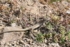 Podarcis erhardii riveti