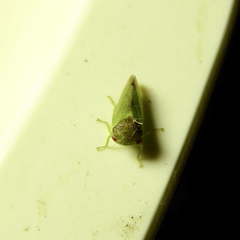 Iassus lanio