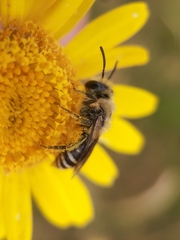 Colletes daviesanus