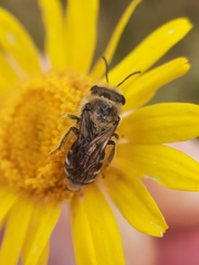 Colletes daviesanus