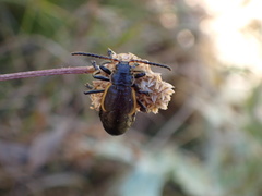 Arima marginata
