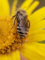 Colletes daviesanus