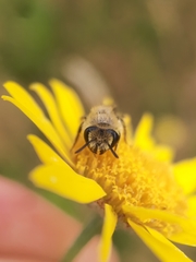 Colletes daviesanus
